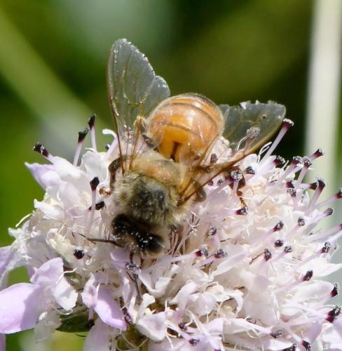 Réf. 283 643 : Apis mellifera